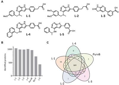 Activation of multiple stress responses in Staphylococcus aureus substantially lowers the minimal inhibitory concentration when combining two novel antibiotic drug candidates